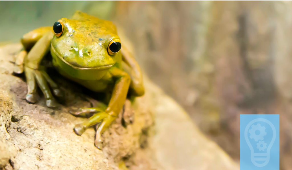 Eat the Frog to be productive - LumenVA Blog - Blog Header